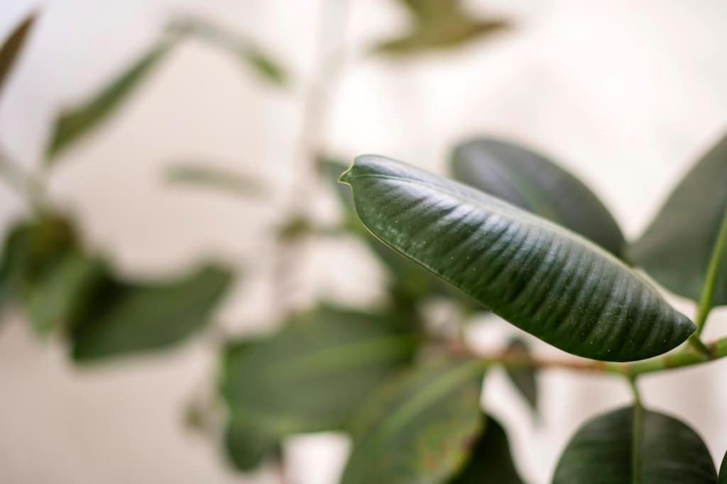 דירה Garden N1 ארכאנגלוס