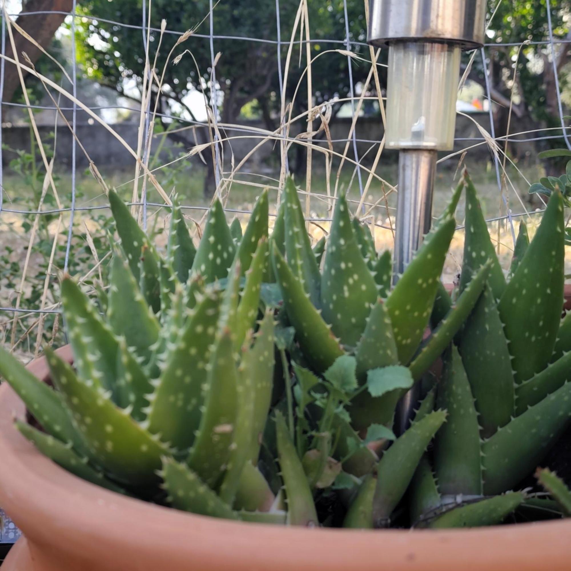 Διαμέρισμα Garden N1 *