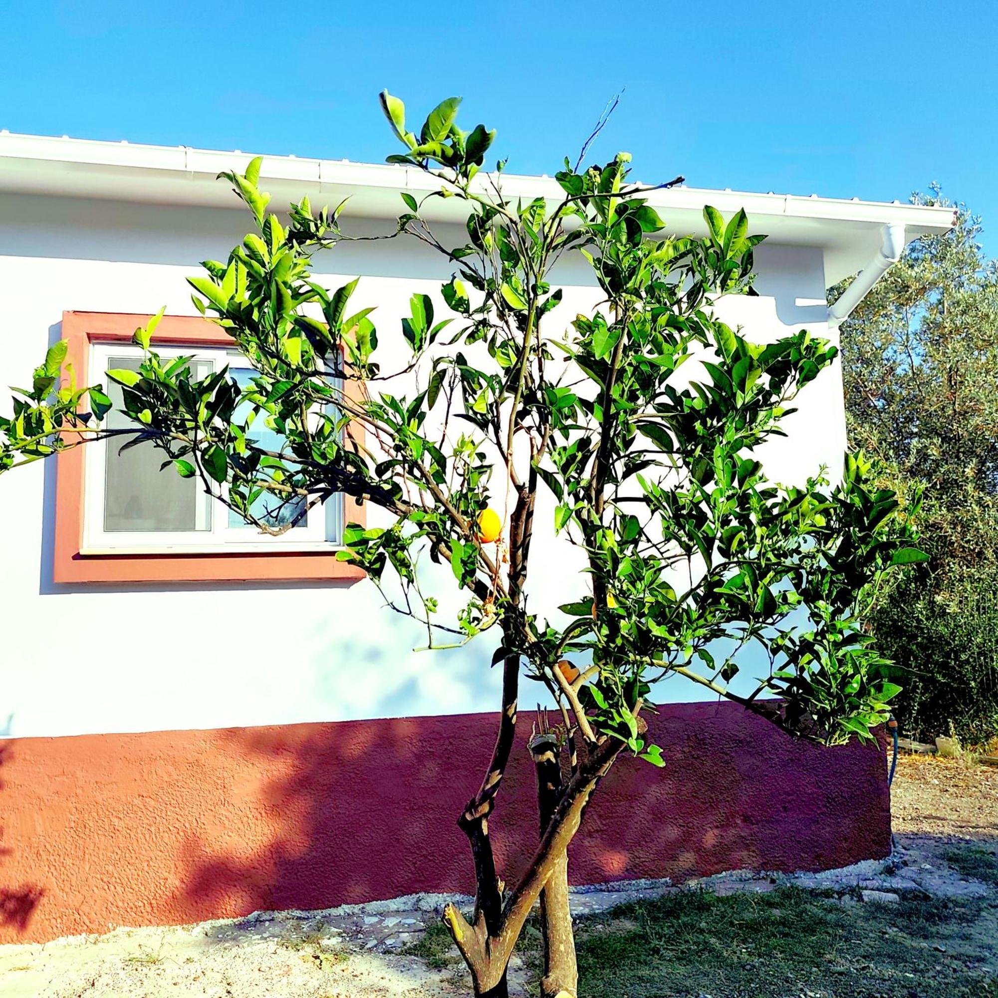 Διαμέρισμα Garden N1 Αρχάγγελος