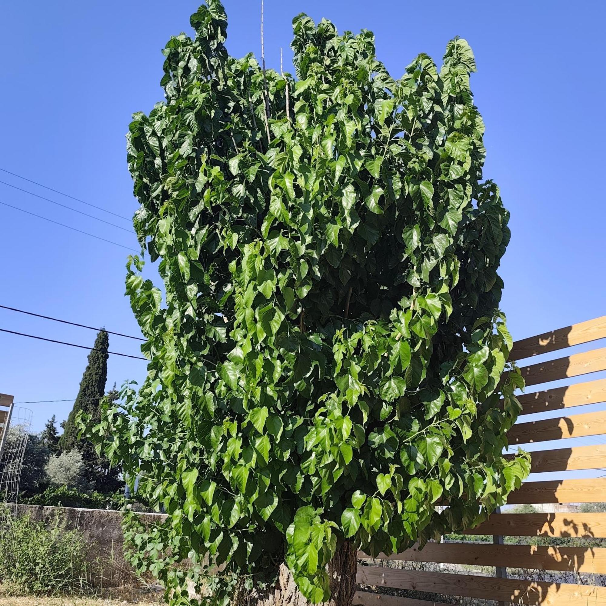 Garden N1 Διαμέρισμα *